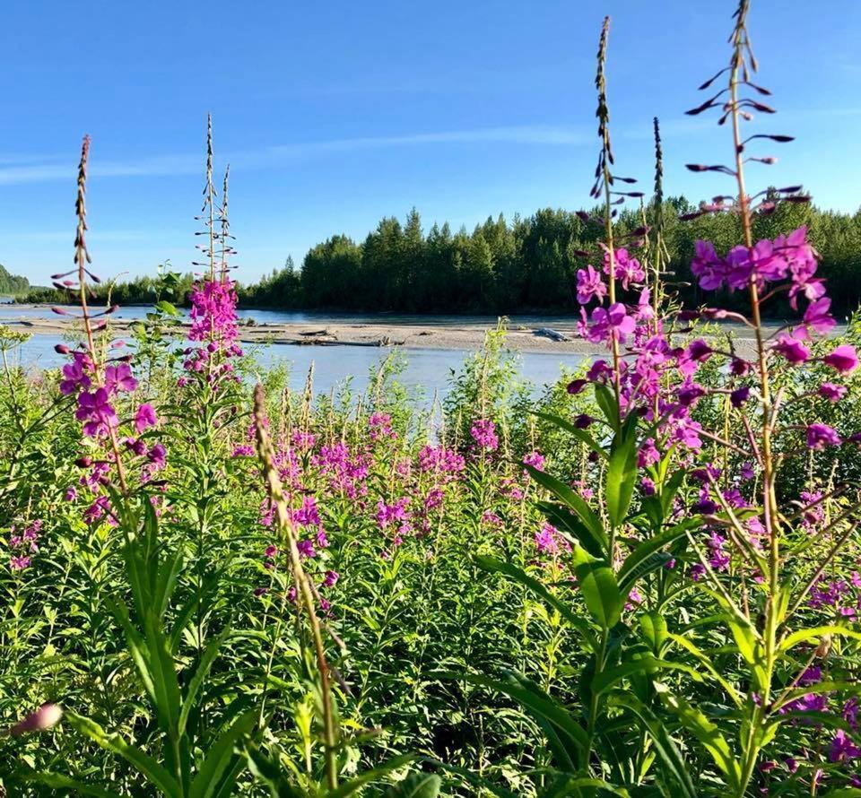 Susitna River Lodging, Riverside Cabins Talkeetna Eksteriør bilde